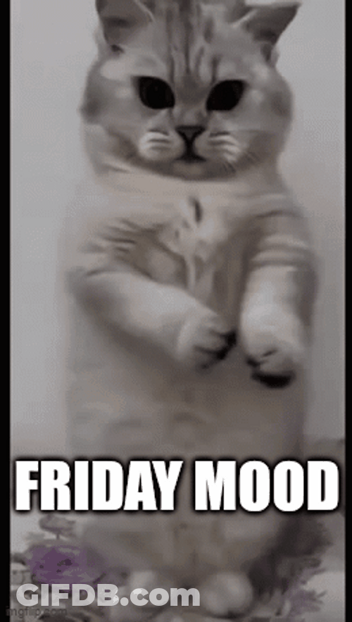 White Cat Grooving Friday Mood GIF