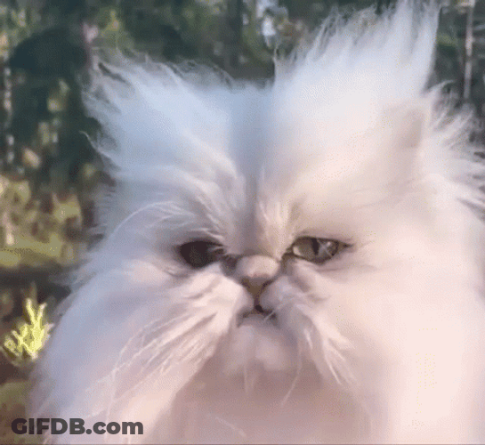 White Cat Grumpy Face GIF