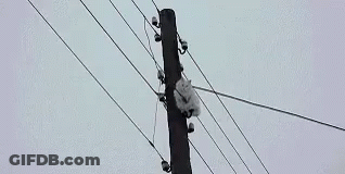 White Cat Hanging From Power Pole GIF
