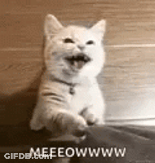 White Cat Hanging Unto Shirt Meow GIF