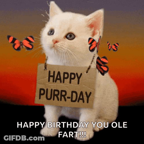 White Cat Holding Happy Purr-Day Sign GIF