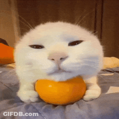 White Cat Holding Orange In Mouth GIF