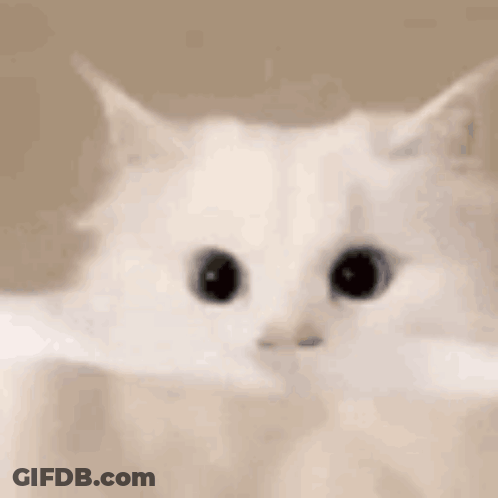White Cat Holding Paper Looking At Camera GIF