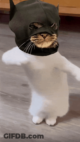White Cat In Black Batman Mask GIF