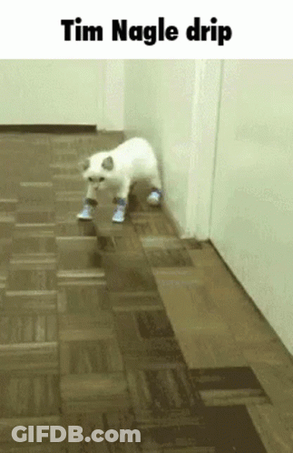 White Cat In Blue Shoes Walking Hallway Tim Nagle Drip GIF