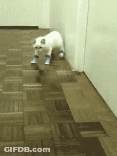 White Cat In Blue Socks Walking Down Hallway GIF