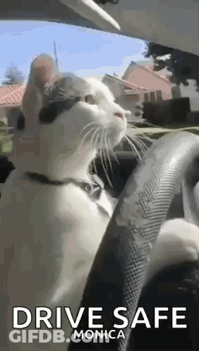 White Cat In Driver Seat GIF