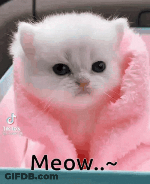 White Cat In Pink Blanket Meow GIF