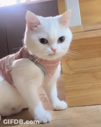 White Cat In Pink Shirt And Scarf GIF