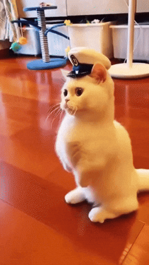 White Cat In Sailor Hat Aye Aye GIF