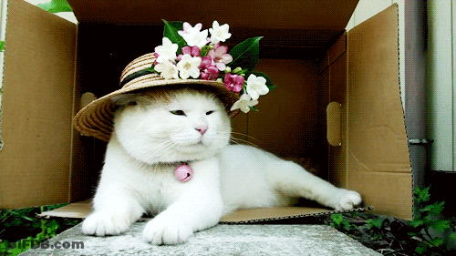 White Cat In Straw Hat Lying In Box GIF