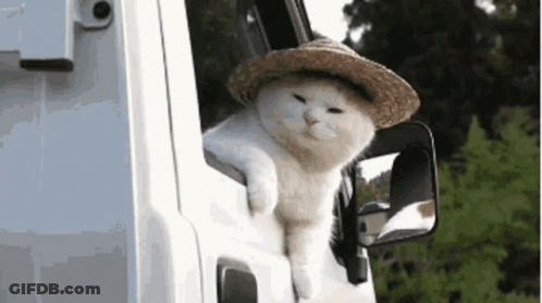 White Cat In Straw Hat Sticking Head Out Window GIF