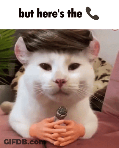 White Cat In Wig Says But Here's The Phone GIF