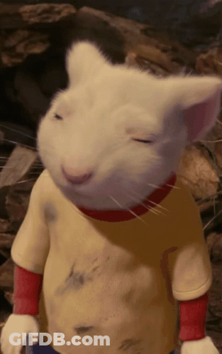 White Cat In Yellow Shirt With Red Collar GIF