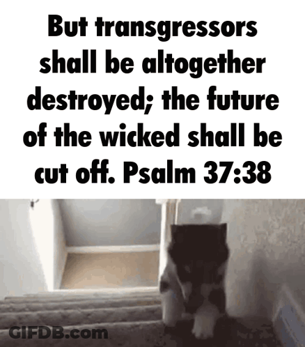 White Cat Jumping Over Sink Saying Me Trying To Stop Wasting Time GIF