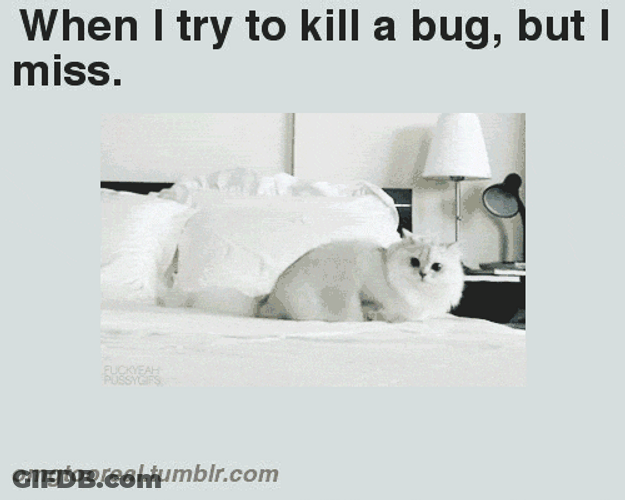 White Cat Killing Bug But Missed GIF