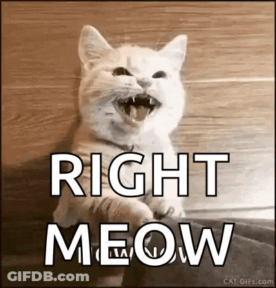 White Cat Laughing Saying Right Meow GIF