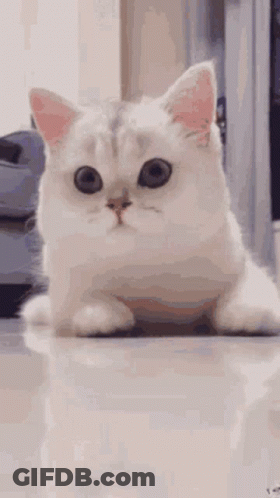 White Cat Laying Down Big Eyes Looking Camera GIF