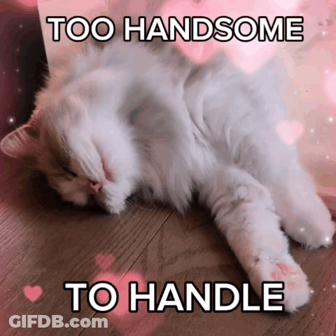 White Cat Laying Down Too Handsome To Handle GIF