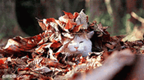 White Cat Laying In Pile Of Leaves GIF