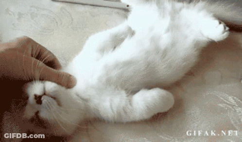 White Cat Laying On Back Being Petted GIF
