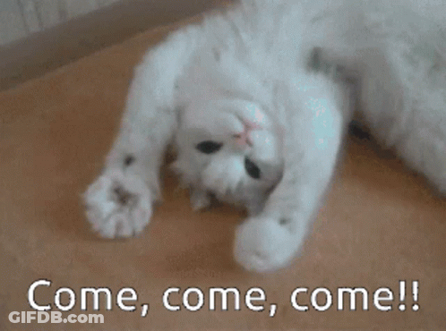 White Cat Laying On Back Come Come Come GIF