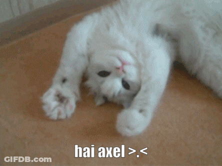 White Cat Laying On Back Hai Axel GIF