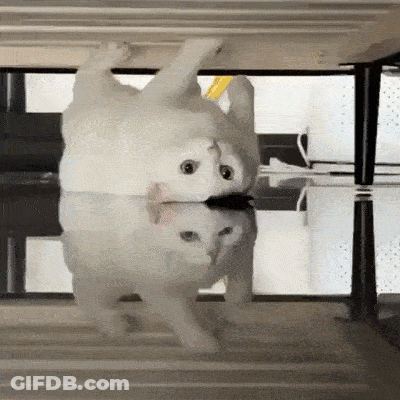 White Cat Laying On Back Looking At Reflection GIF