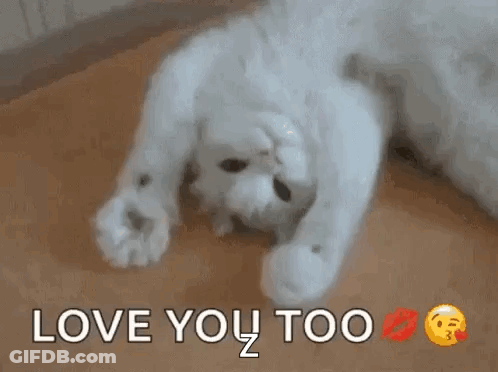 White Cat Laying On Back Love You Too GIF