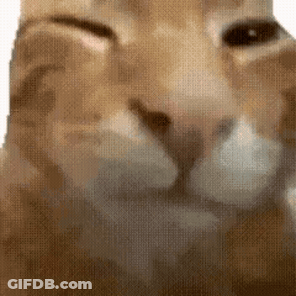 White Cat Laying On Back On Blanket GIF