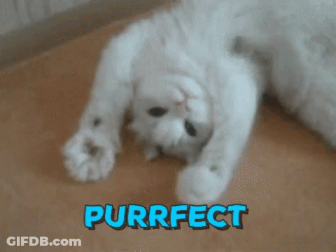 White Cat Laying On Back Purrfect In Blue GIF