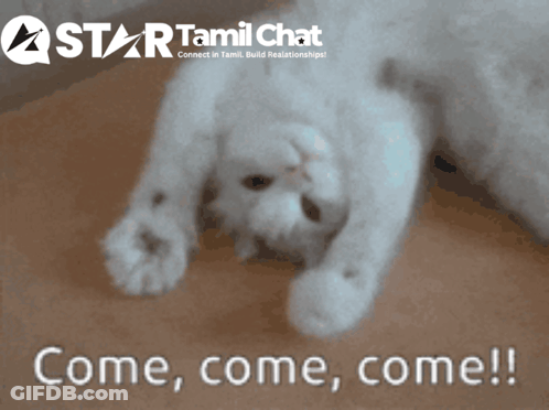 White Cat Laying On Back Saying Come Come Come GIF