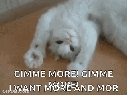 White Cat Laying On Back Saying Gimme More GIF
