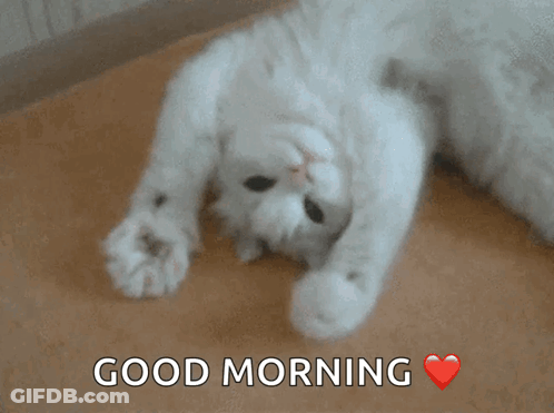 White Cat Laying On Back Saying Good Morning GIF