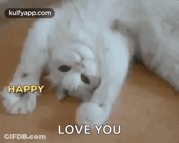 White Cat Laying On Back Saying Happy Love You GIF
