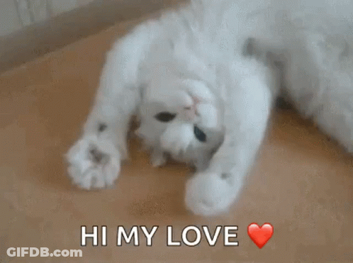 White Cat Laying On Back Saying Hi My Love GIF