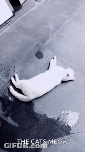 White Cat Laying On Back Saying The Cats Meow GIF