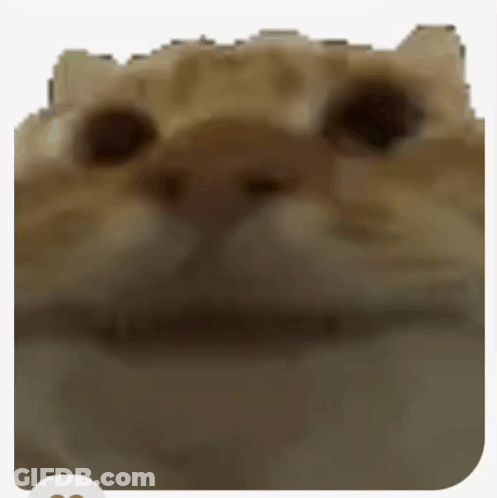 White Cat Laying On Back Saying Yes GIF