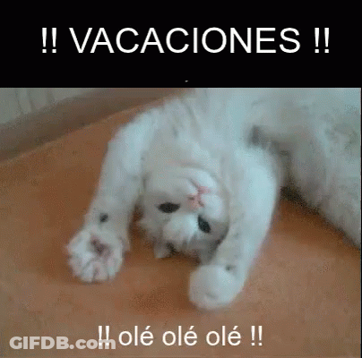 White Cat Laying On Back Vacaciones GIF