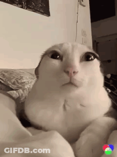 White Cat Laying On Bed Looking At Camera GIF