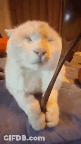 White Cat Laying On Bed Playing With Spoon GIF