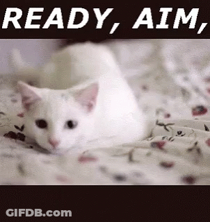 White Cat Laying On Bed Saying Ready Aim GIF
