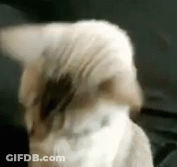 White Cat Laying On Bed Saying Ready Aim GIF