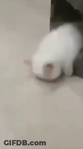 White Cat Laying On Floor Looking GIF