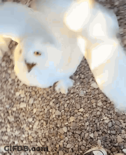 White Cat Laying On Gravel GIF