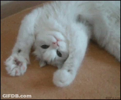White Cat Laying On Its Back On Blanket GIF