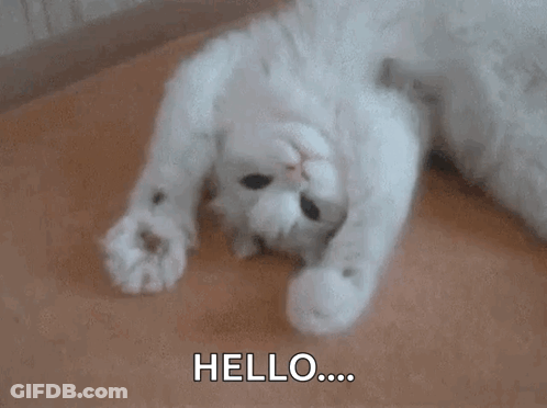White Cat Laying On Its Back On Wooden Floor GIF