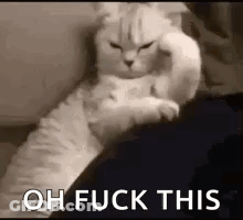 White Cat Laying On Lap With Paw On Head GIF