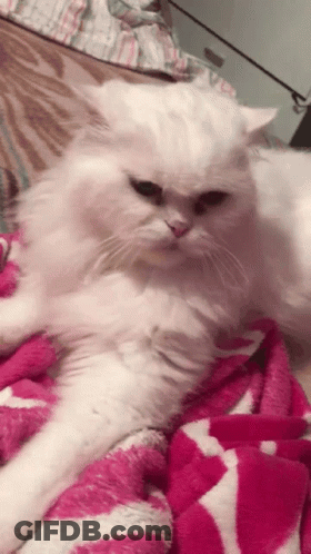 White Cat Laying On Pink Blanket GIF