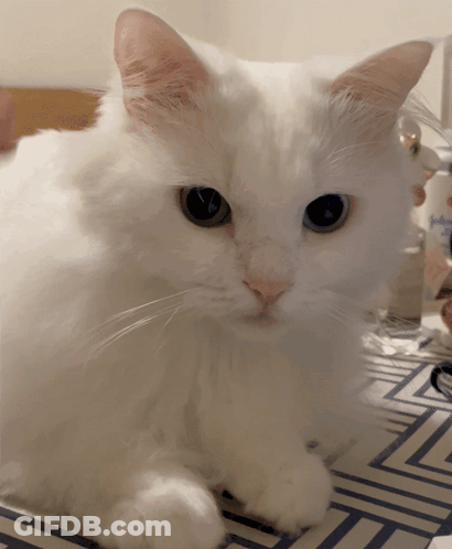 White Cat Laying On Table With Johnson's Lotion Bottle GIF